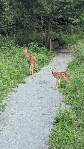 White-tailed Deer