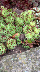 Sempervivum