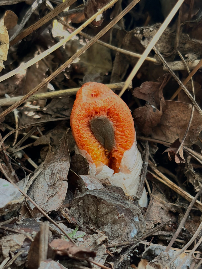 column stinkhorn · July 2026 · photo: Photo: (c) Ricardo Betancourt Sánchez, some rights reserved (CC BY) · iNaturalist
