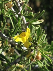 Neogaerrhinum filipes
