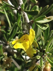 Neogaerrhinum filipes