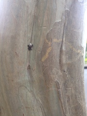 Eriococcus lagerstroemiae