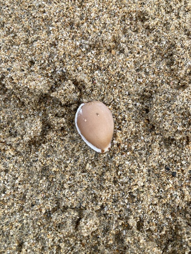 Brown Cowry