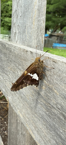 Silver-spotted Skipper