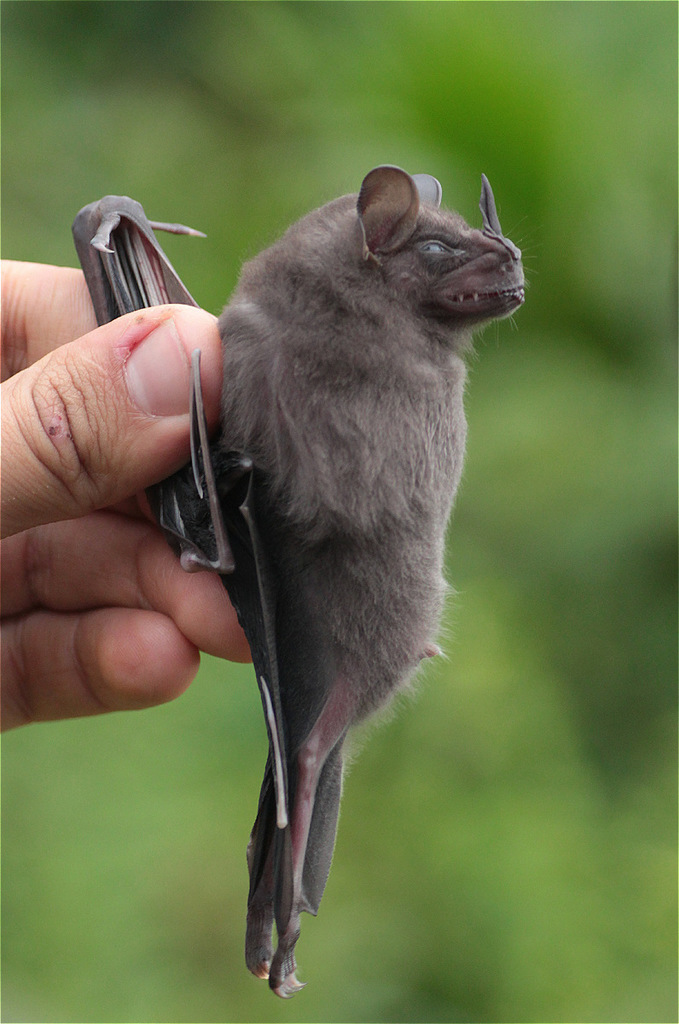 Buffy Broad-nosed Bat