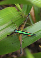 Eumastax