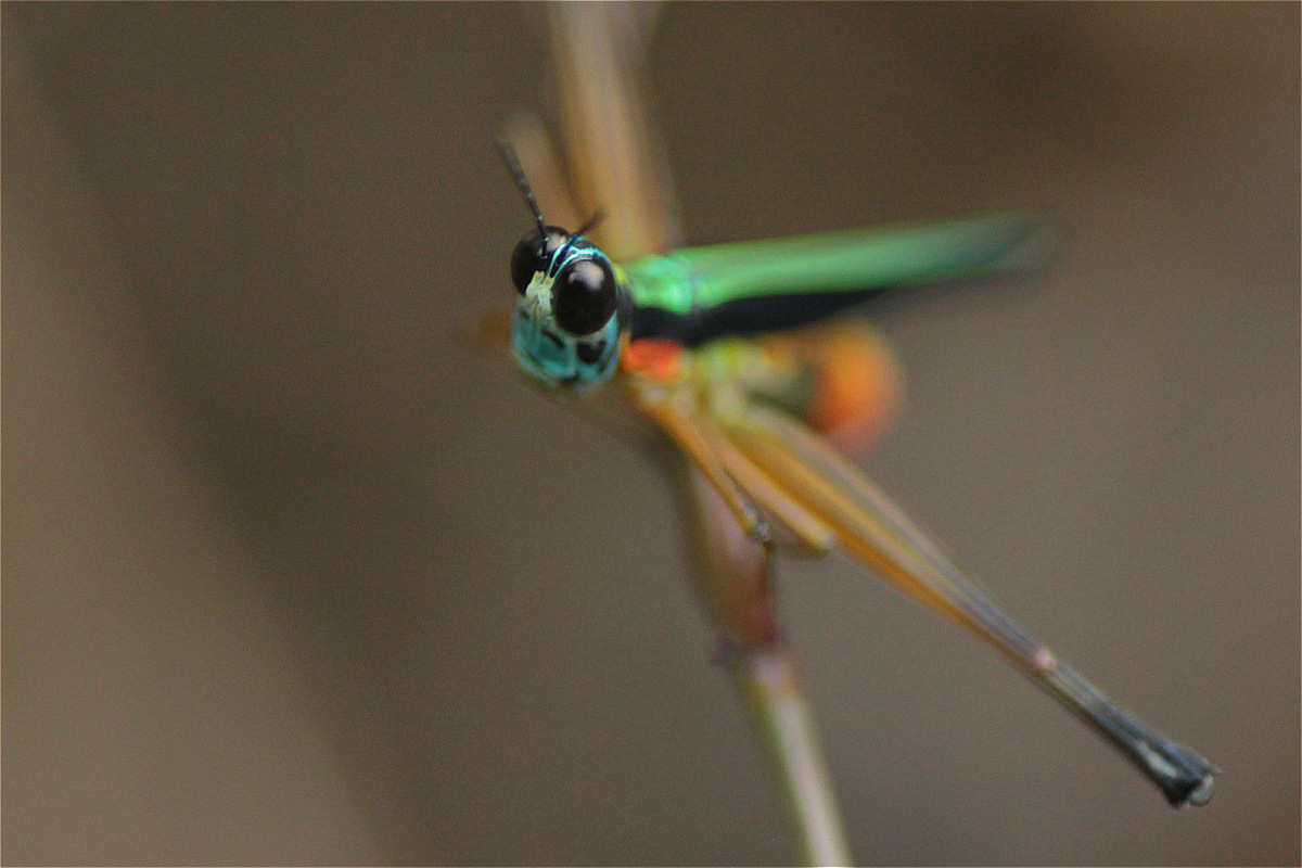 monkey grasshoppers, saltamontes payaso