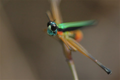 Eumastax