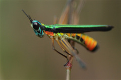 Eumastax