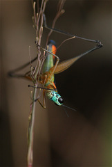 Eumastax