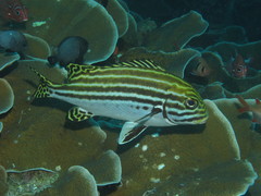 Plectorhinchus lessonii