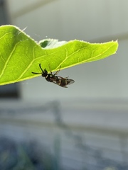 Parancistrocerus minimoferus