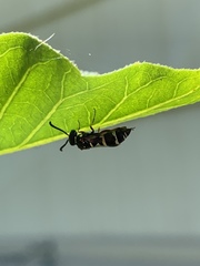 Parancistrocerus minimoferus
