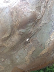 Eriococcus lagerstroemiae