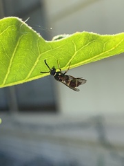 Parancistrocerus minimoferus