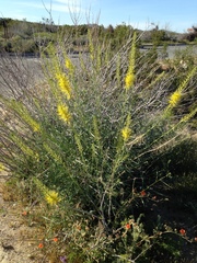 Stanleya pinnata pinnata