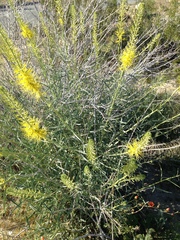 Stanleya pinnata pinnata