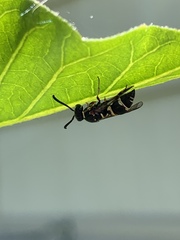 Parancistrocerus minimoferus