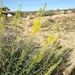 Desert Prince's Plume - Photo (c) Stephanie Calloway, some rights reserved (CC BY-NC)