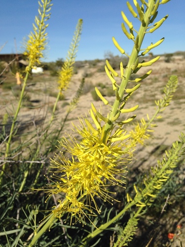 Desert Prince's Plume