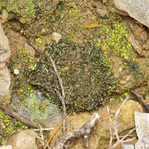 Jelly Lichen