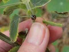 Cheilomenes propinqua