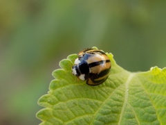 Cheilomenes propinqua