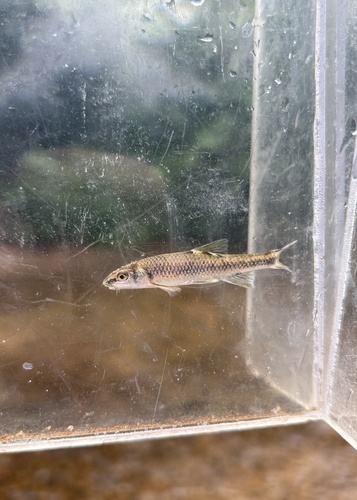 Thicklip chub (Cyprinella labrosa) — Cyprinidae — 5