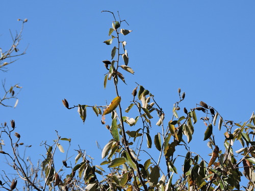 Luehea divaricata, photograph 3