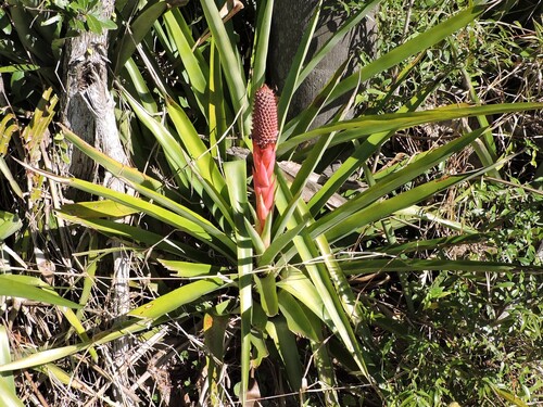 Aechmea ornata, photograph 6
