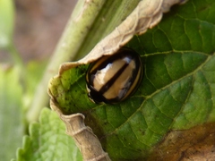 Cheilomenes propinqua