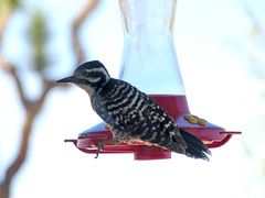 Dryobates nuttallii × scalaris