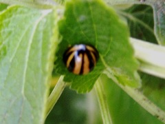 Cheilomenes propinqua