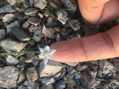 Muilla coronata