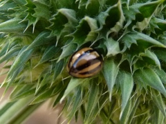 Cheilomenes propinqua