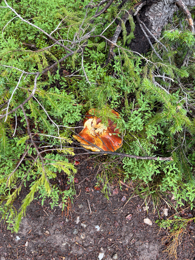 Ruby Porcini · July 2026 · photo: Photo: no rights reserved · iNaturalist