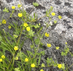 Ranunculus arvensis