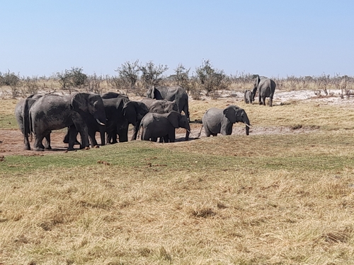 African Savanna Elephant