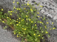Ranunculus arvensis