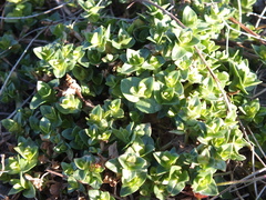 Crassula pellucida