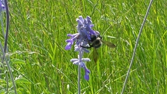 Xylocopa virginica texana