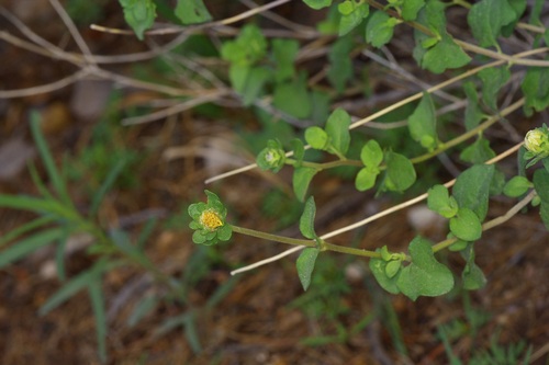 Shortleaf Jefea