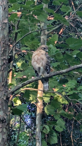 Red-shouldered Hawk