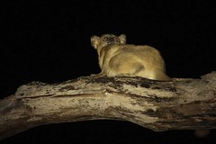 Lepilemur ruficaudatus
