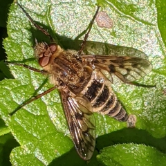 Therevinae