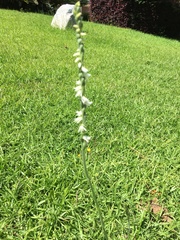 Spiranthes vernalis image