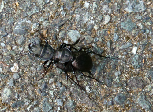 Greater Night-stalking Tiger Beetle photo 6