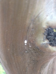 Eriococcus lagerstroemiae