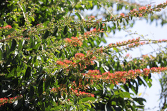 Combretum microphyllum