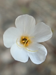 Leptosiphon chrysanthus decorus
